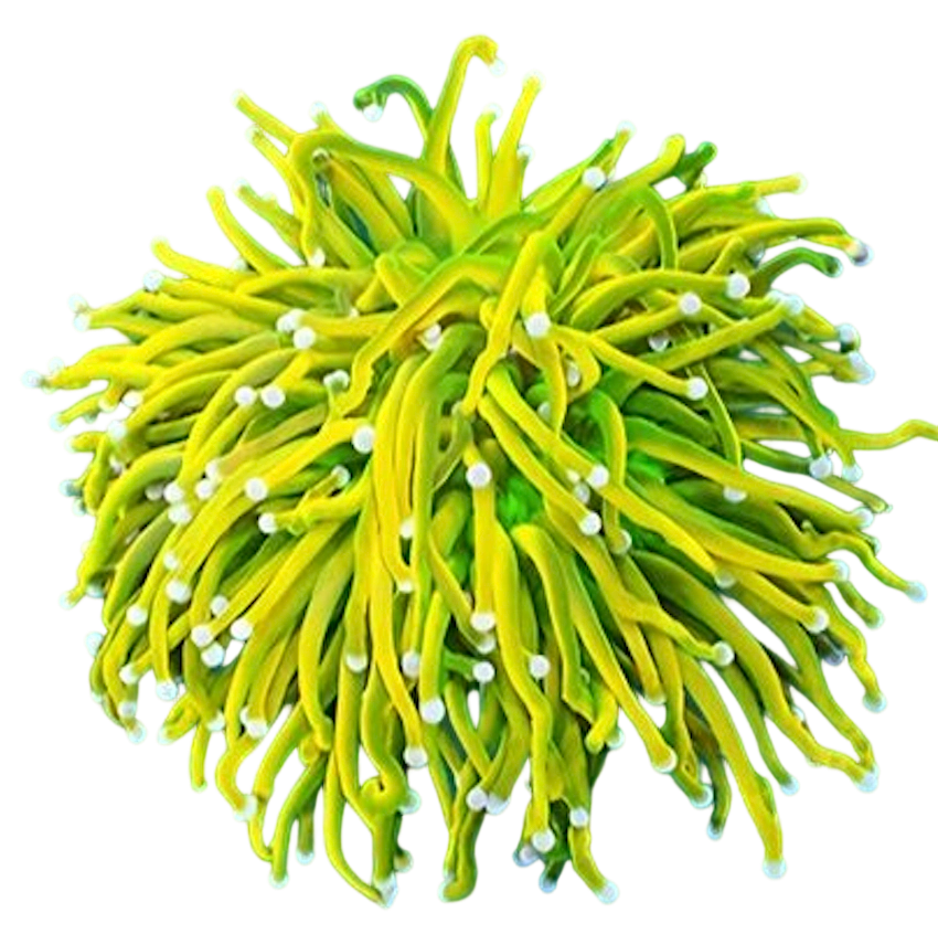 Gold torch coral reference image